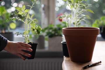 Hand holding young tomato plant that is about to be planted in a terra cotta pot. Concept of...