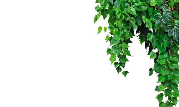 Ivy plants isolated on transparent background. Plant vine green ivy leaves tropic hanging. 3d rendering