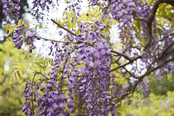 藤の花 Wisteria