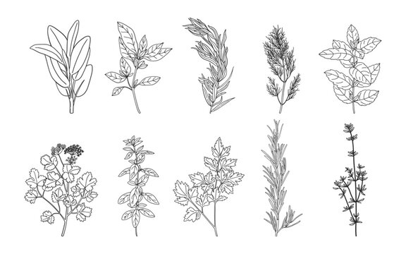 Hand drawn herbs and spices set. Sketch of natural culinary herbs. Botanical illustrations of aromatic plants