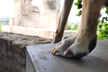 Dog paw close-up. Dog stands on stone hill against a blurred background of ancient castle....