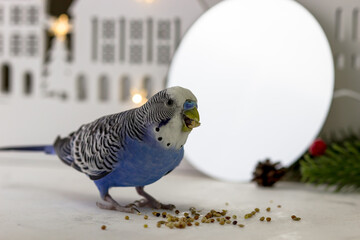 Budgerigar eats millet. New Year's background with a wooden house and a garland