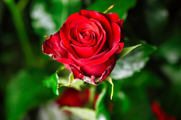 Close-Up of Vibrant Red Rose With Green Leaves