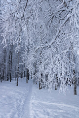 Winter park, snow-covered tree branches, path. Snow-covered birch grove. Day during the polar night in the Russian Far North.