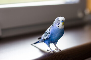 Blue budgerigar close-up. Pet on the windowsill