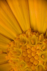 closeup of a caléndula flower, Calendula officinalis