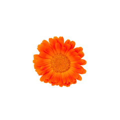Single vibrant orange Calendula marigold isolated on a white background. Calendula with its healing...