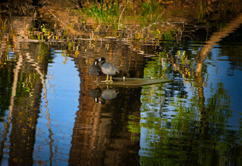 Coots in a pond