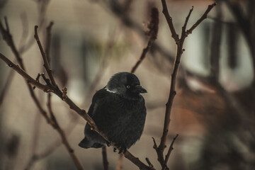blackbird on a branch