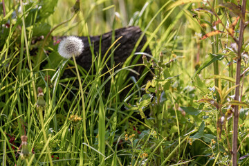 A dandelion seed head amongst the grass in a garden, at the eastern Andes mountains of central Colombia, late in the afternoon.