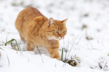 Rote Katze maust im Schnee