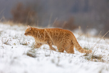Rote Katze maust im Schnee