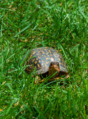 The common box turtle (Terrapene carolina), wild animal in green grass looking for food, New Jersey