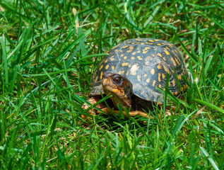 The common box turtle (Terrapene carolina), wild animal in green grass looking for food, New Jersey