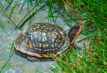 The common box turtle (Terrapene carolina), wild animal in green grass looking for food, New Jersey