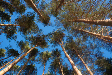 Pine trees in the forest against the blue sky, view from below