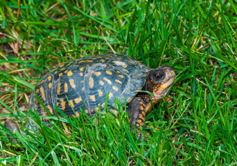 The common box turtle (Terrapene carolina), wild animal in green grass looking for food, New Jersey