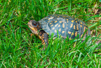 The common box turtle (Terrapene carolina), wild animal in green grass looking for food, New Jersey