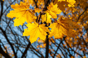 Red-yellow maple leaves on a tree on a sunny day in autumn in the Allentown Heritage Park, NJ