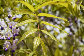 藤の葉 wisteria leaves