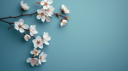 White cherry blossom branch on blue background. Floral spring background. - Generative AI
