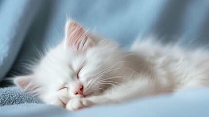 Cute white kitten sleeping on a blue blanket. Shallow depth of field - Generative AI