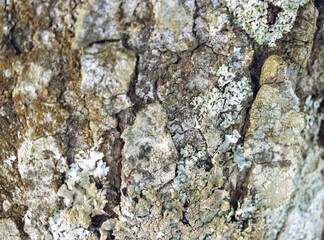 wood texture