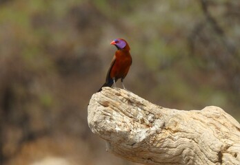 Purple eared waxbill bird