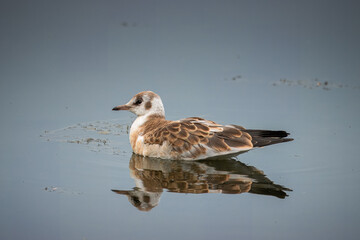A young black-headed gull (Chroicocephalus ridibundus) swims in calm water with reflection on a cloudy summer day.	
