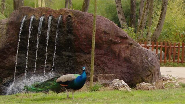 Animal Bird Peacock in Park