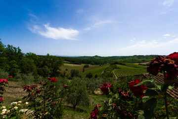 "Tuscan Elegance: A Pictorial Journey Through the Vineyards of Italy's Wine Country"

