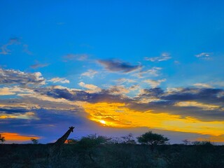 Giraffe silhouette in Etosha National Park, Namibia