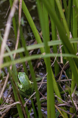 A tiny green tree frog rests in a spade of grass over the water of a pond, in a farm near the colonial town of Villa de Leyva in central Colombia.