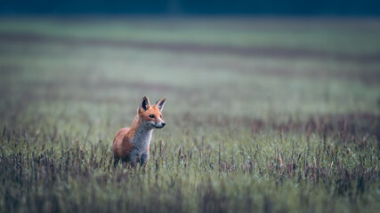 Solitary Red Fox in a meadow (Vulpes vulpes), with a watchful eye.