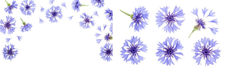 Blue cornflower isolated on white background with copy space for your text. Top view. Flat lay pattern