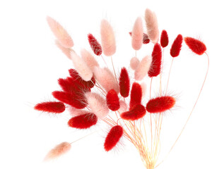 Pink and red fluffy bunny tails grass isolated on white background. Dried Lagurus flowers grasses.