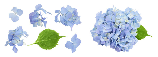 Blue Hydrangea flower isolated on white background. Top view. Flat lay