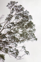 Some branches of an eucalyptus tree against an overcast sky, in the hillside of the Iguaque mountain in the eastern Andes of cenrtal Colombia.