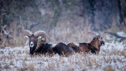 Resting mouflons in winter, mature ram with prominent horns (Ovis musimon).
