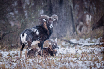 Mouflon ram standing over resting female in snowy habitat (Ovis musimon).