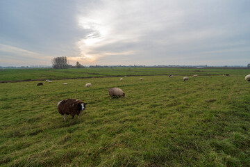 Sheep grazing on a grass field in De Ronde Venen, the Netherlands