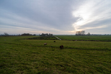 Sheep grazing on a grass field in De Ronde Venen, the Netherlands
