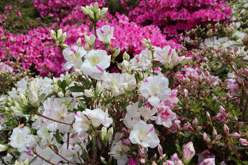 Azalea with pink and white delicate petals, close up