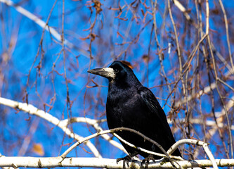 Rook oRook on a tree branch.
Sitting on a birch branch, Rook watches the actions of the photographer. A very smart bird.
