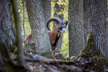 European Mouflon (Ovis musimon) peering through trees in the forest.