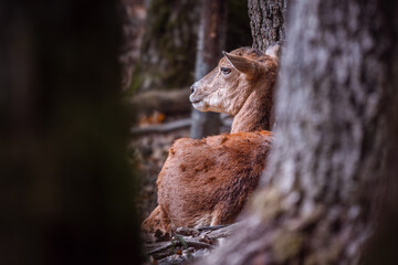Profile of a female Mouflon (Ovis musimon) in natural habitat, surrounded by trees.