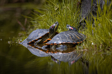 A couple of red-eared slider turtles are basking in the sun near the green grasses of the lake...