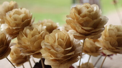 cactus in the desert