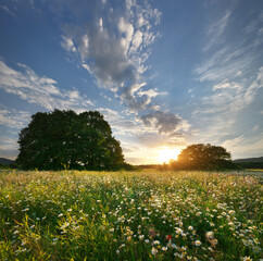 Spring daisy flowers  in meadow.