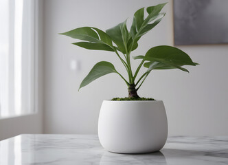 the plant is growing in a white pot